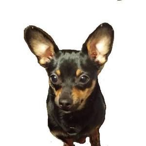 Meet your Posher, Janet